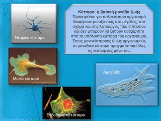 Κύηηαρο: ε βαζηθή κολάδα δωής
                               Πξνθεηκέλνπ γηα πνιπθύηηαξν νξγαληζκό
                               δηαθέξνπλ κεηαμύ ηνπο ζην κέγεζνο, ζην
                               ζρήκα θαη ζηηο ιεηηνπξγίεο πνπ επηηεινύλ
                                θαη δελ κπνξνύλ λα δήζνπλ αλεμάξηεηα
Νεπξηθό θύηηαξν               από ηα ππόινηπα θύηηαξα ηνπ νξγαληζκνύ.
                               Σηνπο κνλνθύηηαξνπο όκσο νξγαληζκνύο
                               ην κνλαδηθό θύηηαξν πξαγκαηνπνηεί όιεο
                                        ηηο ιεηηνπξγίεο κόλν ηνπ.




                                               Ακνηβάδα
Μπτθό θύηηαξν




                  Δλδνζειηαθό θύηηαξν
 