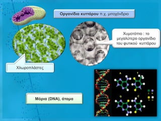 Οργαλίδηα θσηηάροσ π.ρ. κηηνρόλδξην



                                                   Φπκνηόπην : ην
                                               κεγαιύηεξν νξγαλίδην
                                               ηνπ θπηηθνύ θπηηάξνπ




Φισξνπιάζηεο




        Μόρηα (DNA), άηοκα
 