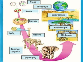Άηοκο

                        Βηόζθαηρα

            Μόρηο
                                    Οηθοζύζηεκα

               Κύηηαρο


                                     Βηοθοηλόηεηα

Ιζηός
                    Όργαλο                 Πιεζσζκός




 ΢ύζηεκα
 Οργάλωλ

           Οργαληζκός
 