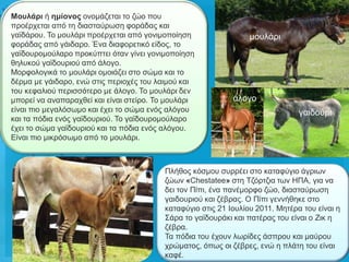 Μοσιάρη ή εκίολος νλνκάδεηαη ην δών πνπ
πξνέξρεηαη από ηε δηαζηαύξσζε θνξάδαο θαη
γατδάξνπ. Τν κνπιάξη πξνέξρεηαη από γνληκνπνίεζε                 κνπιάξη
θνξάδαο από γάηδαξν. Έλα δηαθνξεηηθό είδνο, ην
γατδνπξνκνύιαξν πξνθύπηεη όηαλ γίλεη γνληκνπνίεζε
ζειπθνύ γατδνπξηνύ από άινγν.
Μνξθνινγηθά ην κνπιάξη νκνηάδεη ζην ζώκα θαη ην
δέξκα κε γάηδαξν, ελώ ζηηο πεξηνρέο ηνπ ιαηκνύ θαη
ηνπ θεθαιηνύ πεξηζζόηεξν κε άινγν. Τν κνπιάξη δελ
κπνξεί λα αλαπαξαρζεί θαη είλαη ζηείξν. Τν κνπιάξη          άινγν
είλαη πην κεγαιόζσκν θαη έρεη ην ζώκα ελόο αιόγνπ                              γαηδνύξη
θαη ηα πόδηα ελόο γατδνπξηνύ. Τν γατδνπξνκνύιαξν
έρεη ην ζώκα γατδνπξηνύ θαη ηα πόδηα ελόο αιόγνπ.
Δίλαη πην κηθξόζσκν από ην κνπιάξη.



                                         Πιήζνο θόζκνπ ζπξξέεη ζην θαηαθύγην άγξησλ
                                         δώσλ «Chestatee» ζηε Τδόξηδηα ησλ ΖΠΑ, γηα λα
                                         δεη ηνλ Πίπη, έλα παλέκνξθν δών, δηαζηαύξσζε
                                         γαηδνπξηνύ θαη δέβξαο. Ο Πίπη γελλήζεθε ζην
                                         θαηαθύγην ζηηο 21 Ηνπιίνπ 2011. Μεηέξα ηνπ είλαη ε
                                         Σάξα ην γατδνπξάθη θαη παηέξαο ηνπ είλαη ν Εηθ ε
                                         δέβξα.
                                         Τα πόδηα ηνπ έρνπλ ισξίδεο άζπξνπ θαη καύξνπ
                                         ρξώκαηνο, όπσο νη δέβξεο, ελώ ε πιάηε ηνπ είλαη
                                         θαθέ.
 