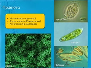 Πξώηηζηα

  • Μνλνθύηηαξνη νξγαληζκνί       ακνηβάδα
  • Έρνπλ ππξήλα (Δπθαξπσηηθνί)
  • Απηόηξνθνη ή Δηεξόηξνθνη




                                             επγιήλε




 θύθε                             δηάηνκα
 
