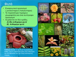 Φπηά
• Δπθαξπσηηθνί νξγαληζκνί
  ( κνλνθύηηαξνη ή πνιπθύηηαξνη)
• Τα πεξηζζόηεξα πεξηέρνπλ
  ρισξνθύιιε θαη είλαη απηόηξνθνη
  νξγαληζκνί
• Φσξίδνληαη ζε δύν νκάδεο
    Α) Μη ανθοφόρα φυτά
    Β) Ανθοφόρα φυτά




 Rafflesia arnoldii ην θπηό κε ην κεγαιύηεξν
 άλζνο ζηε Γε. Βξίζθεηαη κόλν ζηελ Ηλδνλεζία
 θαη ζηε Μαιαηζία θαη έρεη νζκή ζαπηζκέλεο
 ζάξθαο.
 