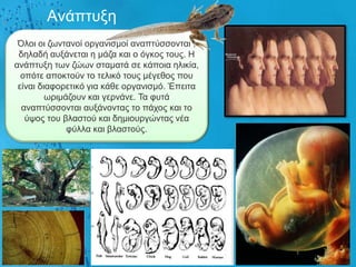 Αλάπηπμε
 Όινη νη δσληαλνί νξγαληζκνί αλαπηύζζνληαη ,
 δειαδή απμάλεηαη ε κάδα θαη ν όγθνο ηνπο. Ζ
αλάπηπμε ησλ δώσλ ζηακαηά ζε θάπνηα ειηθία,
  νπόηε απνθηνύλ ην ηειηθό ηνπο κέγεζνο πνπ
 είλαη δηαθνξεηηθό γηα θάζε νξγαληζκό. Έπεηηα
         σξηκάδνπλ θαη γεξλάλε. Τα θπηά
  αλαπηύζζνληαη απμάλνληαο ην πάρνο θαη ην
   ύςνο ηνπ βιαζηνύ θαη δεκηνπξγώληαο λέα
              θύιια θαη βιαζηνύο.
 