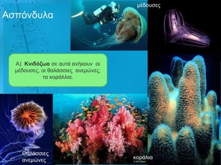 κέδνπζεο

Αζπόλδπια



  Α) Κληδόδωα ζε απηά αλήθνπλ νη
  κέδνπζεο, νη ζαιάζζηεο αλεκώλεο,
            ηα θνξάιιηα.




    Θαιάζζηεο
    αλεκώλεο                         θνξάιηα
 