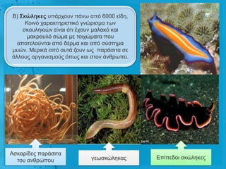 Β) ΢θώιεθες ππάξρνπλ πάλσ από 6000 είδε.
     Κνηλό ραξαθηεξηζηηθό γλώξηζκα ησλ
    ζθνπιεθηώλ είλαη όηη έρνπλ καιαθό θαη
      καθξνπιό ζώκα κε ηνηρώκαηα πνπ
  απνηεινύληαη από δέξκα θαη από ζύζηεκα
κπώλ. Μεξηθά από απηά δνπλ σο παξάζηηα ζε
άιινπο νξγαληζκνύο όπσο θαη ζηνλ άλζξσπν.




Αζθαξίδεο παξάζηηα
  ηνπ αλζξώπνπ             γεσζθώιεθαο      Δπίπεδνη ζθώιεθεο
 