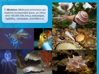 Γ) Μαιάθηα (Mollusca) απνηεινύλ κηα
ηεξάζηηα ζπλνκνηαμία δώσλ, κε πάλσ
 από 100.000 είδε όπσο ζαιηγθάξηα,
 αρηβάδεο, θαιακάξηα, ρηαπόδηα θ.α.
 