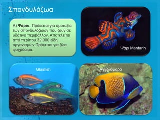 Σπνλδπιόδσα

 Α) Φάρηα. Πξόθεηηαη γηα νκνηαμία
 ησλ ζπνλδπιόδσσλ πνπ δνπλ ζε
 πδάηηλν πεξηβάιινλ. Απνηειείηαη
 από πεξίπνπ 32.000 είδε
 νξγαληζκώλ.Πξόθεηηαη γηα δώα
 ςπρξόαηκα.                                  Χάξη Mantarin




             Glasfish               Αγγειόςαξν
 