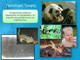 Πξόζιεςε Τξνθήο
    Οη νξγαληζκνί ηξέθνληαη
πξνθεηκέλνπ λα εμαζθαιίδνπλ ηελ
ελέξγεηα πνπ ρξεηάδνληαη γηα ηελ
        επηβίσζε ηνπο.
 