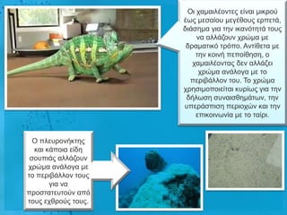 Οη ρακαηιένληεο είλαη κηθξνύ
                     έσο κεζαίνπ κεγέζνπο εξπεηά,
                     δηάζεκα γηα ηελ ηθαλόηεηά ηνπο
                         λα αιιάδνπλ ρξώκα κε
                      δξακαηηθό ηξόπν. Αληίζεηα κε
                         ηελ θνηλή πεπνίζεζε, ν
                        ρακαηιένληαο δελ αιιάδεη
                          ρξώκα αλάινγα κε ην
                       πεξηβάιινλ ηνπ. Τν ρξώκα
                     ρξεζηκνπνηείηαη θπξίσο γηα ηελ
                      δήισζε ζπλαηζζεκάησλ, ηελ
                     ππεξάζπηζε πεξηνρώλ θαη ηελ
                         επηθνηλσλία κε ην ηαίξη.


  Ο πιεπξνλήθηεο
  θαη θάπνηα είδε
 ζνππηάο αιιάδνπλ
ρξώκα αλάινγα κε
ην πεξηβάιινλ ηνπο
       γηα λα
πξνζηαηεπηνύλ από
ηνπο ερζξνύο ηνπο.
 