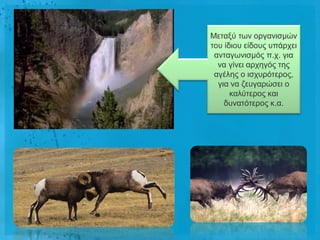 Μεηαμύ ησλ νξγαληζκώλ
ηνπ ίδηνπ είδνπο ππάξρεη
 αληαγσληζκόο π.ρ. γηα
  λα γίλεη αξρεγόο ηεο
 αγέιεο ν ηζρπξόηεξνο,
  γηα λα δεπγαξώζεη ν
      θαιύηεξνο θαη
    δπλαηόηεξνο θ.α.
 