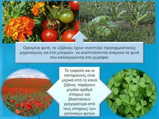 Οξηζκέλα θπηά, ηα «δηδάληα» έρνπλ αλαπηύμεη πξνζαξκνζηηθνύο
κεραληζκνύο θαη έηζη κπνξνύλ λα αλαπηύζζνληαη αλάκεζα ζε θπηά
                πνπ θαιιηεξγνύληαη ζηα ρσξάθηα.


                       Τν ηξηθύιιη θαη νη
                      παπαξνύλεο είλαη
                     κεξηθά από ηα θνηλά
                      δηδάληα, παξάγνπλ
                        κεγάιν αξηζκό
                          ζπόξσλ θαη
                          βιαζηαίλνπλ
                      γξεγνξόηεξα από
                      ηνπο ζπόξνπο ησλ
                       γεηηνληθώλ θπηώλ
 