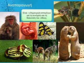 Αλαπαξαγσγή
      Δίλαη ε δεκηνπξγία απνγόλσλ
          γηα ηε ζπλέρηζε θαη ηε
          δηαηώληζε ηνπ είδνπο.
 