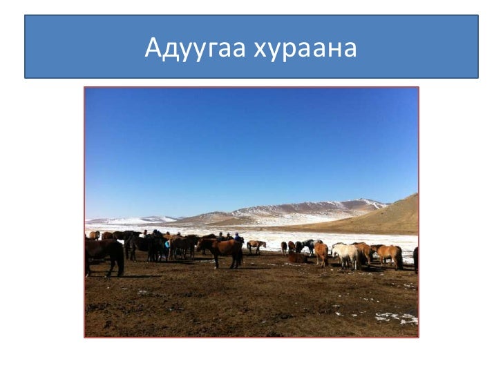 Монголын мал тамгалахт ёс ба орчин үе