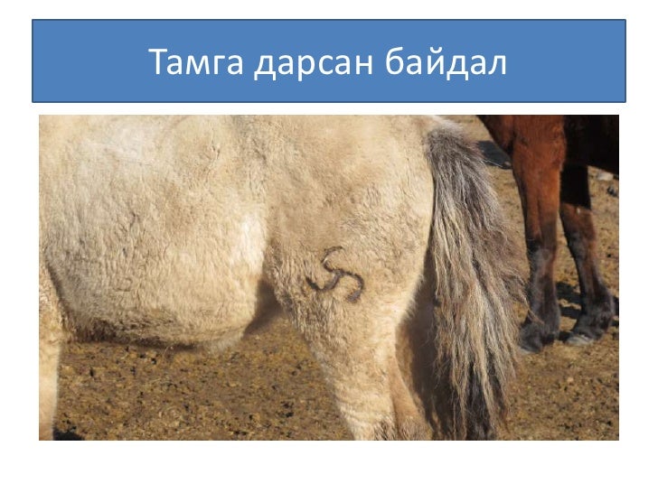 Монголын мал тамгалахт ёс ба орчин үе