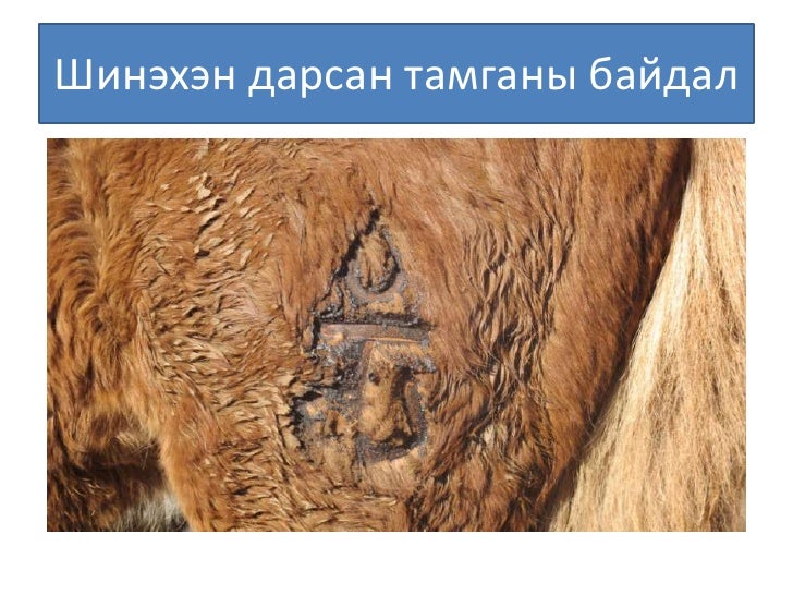 Монголын мал тамгалахт ёс ба орчин үе
