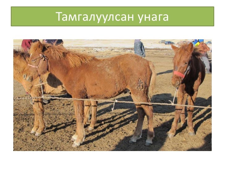 Монголын мал тамгалахт ёс ба орчин үе
