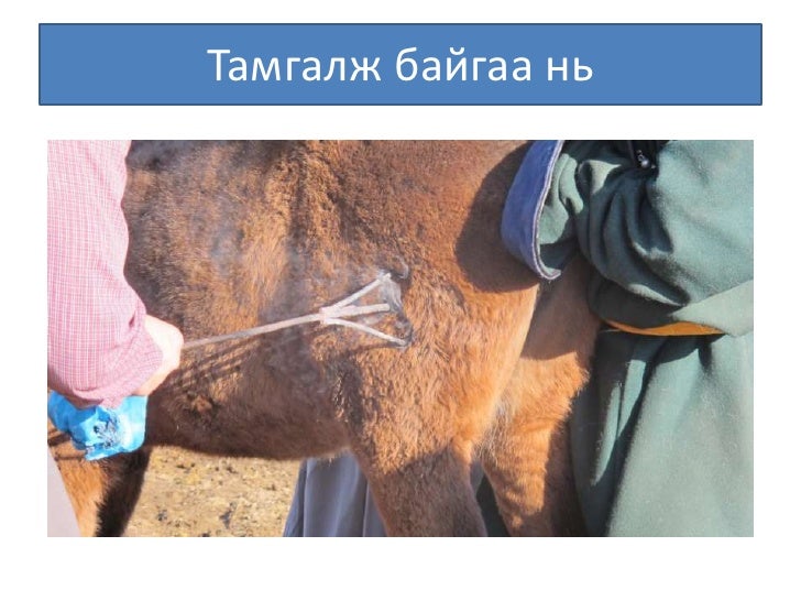 Монголын мал тамгалахт ёс ба орчин үе