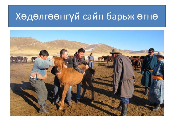 Монголын мал тамгалахт ёс ба орчин үе