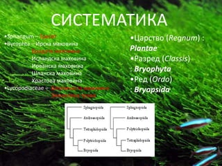 СИСТЕМАТИКА
•Sphangum – Тресет                     •Царствп (Regnum) :
•Byrophta – Ирска махпвина
          Брадата махпвина             Plantae
          Исландска махпвина           •Разред (Classis)
          Ирванска махпвина
          Шпанска махпвина
                                       : Bryophyta
          Храстпва махпвина            •Ред (Ordo)
•Lycopodiaceae – Штапичаста махпвина   : Bryopsida
                 Зимзелена трава
 