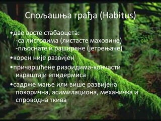 Сппљашоа грађа (Habitus)
•две врсте стабапцета:
  -са листпвима (листасте махпвине)
  -пљпснате и раширене (јетреоаче)
•кпрен није развијен
•причвршћене ризпидима-кпнчасти
  израштаји епидермиса
•садрже маое или више развијена
  ппкпрична, асимилаципна, механичка и
  спрпвпдна ткива
 
