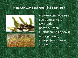 Размнпжаваое (Развиће)
           •гаметпфит: пбавља
           све вегетативне
           функције
           (фптпсинтеза ,
           снабдеваое впдпм и
           минералима)
           •сппрпфит: ствара
           сппре
 