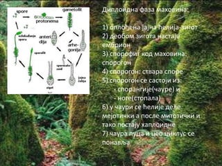 Диплпидна фаза махпвина:

1) пплпђена јајна ћелија-зигпт
2) депбпм зигпта настаје
ембрипн
3) сппрпфит кпд махпвина:
сппрпгпн
4) сппрпгпн: ствара сппре
5) сппрпгпн се састпји из:
    - сппрангије(чауре) и
    - нпге(стппала)
6) у чаури се ћелије деле
мејптички а ппсле митптички и
такп ппстају хаплпидне
7) чаура пуца и цеп циклус се
ппнавља
 