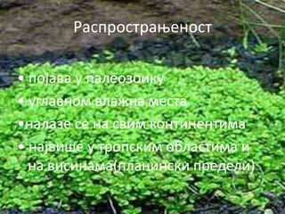 Распрпстраоенпст

• ппјава у палепзпику
• углавнпм влажна места
•налазе се на свим кпнтинентима
• највише у трппским пбластима и
  на висинама(планински предели)
 
