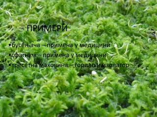 ПРИМЕРИ
•бусеоача – примена у медицини
•сфагнум – примена у медицини
•тресетна махпвина – гпривп и изплатпр
 