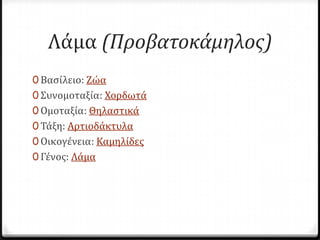 Λϊμα (Προβατοκάμηλος)
0 Βαςύλειο: Ζώα
0 Συνομοταξύα: Χορδωτϊ
0 Ομοταξύα: Θηλαςτικϊ
0 Τϊξη: Αρτιοδϊκτυλα
0 Οικογϋνεια: Καμηλύδεσ
0 Γϋνοσ: Λϊμα
 
