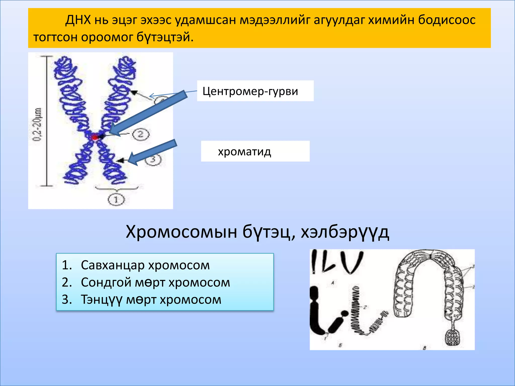 ДНХ нь эцэг эхээс удамшсан мэдээллийг агуулдаг химийн бодисоос
тогтсон ороомог бүтэцтэй.


                         Центромер-гурви



                           хроматид




             Хромосомын бүтэц, хэлбэрүүд
    1. Савханцар хромосом
    2. Сондгой мөрт хромосом
    3. Тэнцүү мөрт хромосом
 