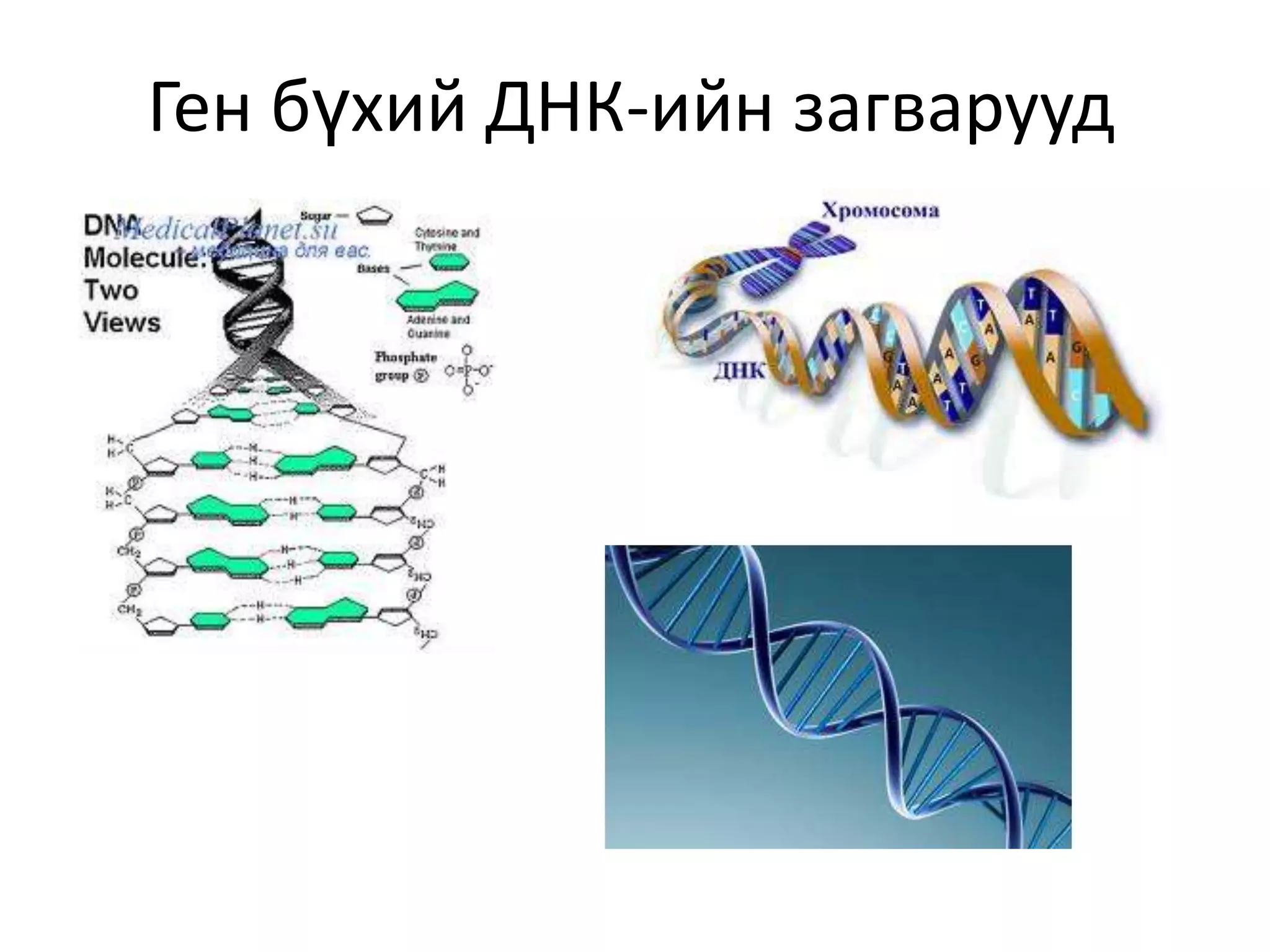 Ген бүхий ДНК-ийн загварууд
 