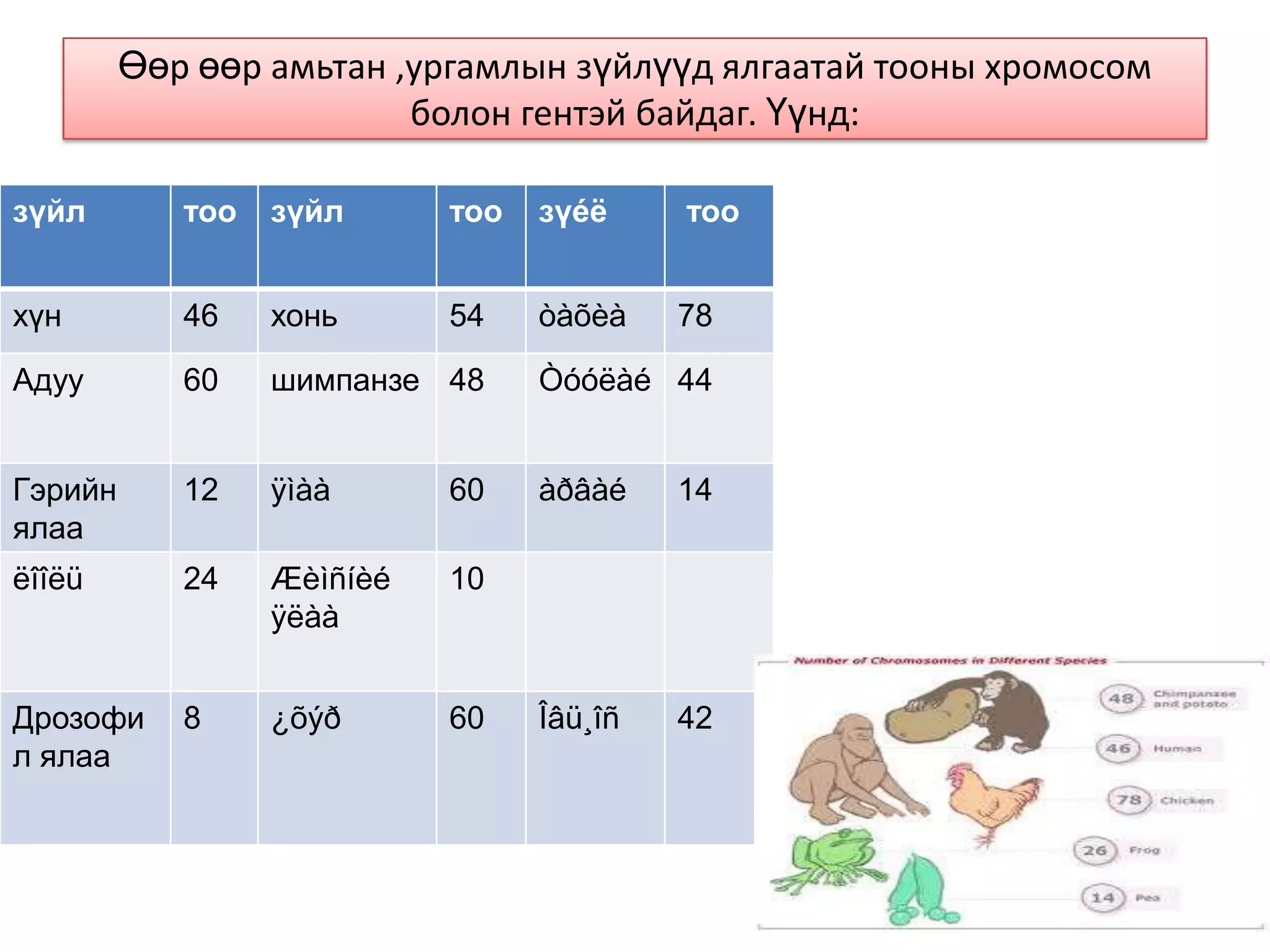 Өөр өөр амьтан ,ургамлын зүйлүүд ялгаатай тооны хромосом
                         болон гентэй байдаг. Үүнд:

зүйл        тоо   зүйл      тоо   зүéë     тоо


хүн         46    хонь      54    òàõèà    78

Адуу        60    шимпанзе 48     Òóóëàé 44


Гэрийн      12    ÿìàà      60    àðâàé    14
ялаа
ëîîëü       24    Æèìñíèé   10
                  ÿëàà


Дрозофи     8     ¿õýð      60    Îâü¸îñ   42
л ялаа
 