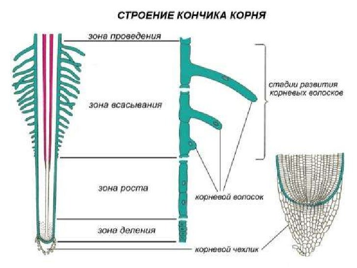 отгоо