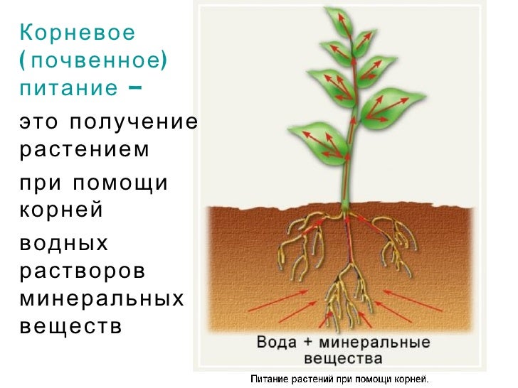 Воздушное питание корня. Схема питания растений. Минеральное питание растений схема. Типы питания растений. Питание растений таблица.
