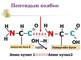 Пептидын холбоо



H          H           O   H        H         O
    N C C                      N C C
H                      OH H                 OH
    Хажуугийн бүлэг1   water    Хажуугийн бүлэг

    Амин хүчил 1               Амин хүчил2
 