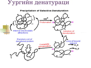 Уургийн денатураци
 