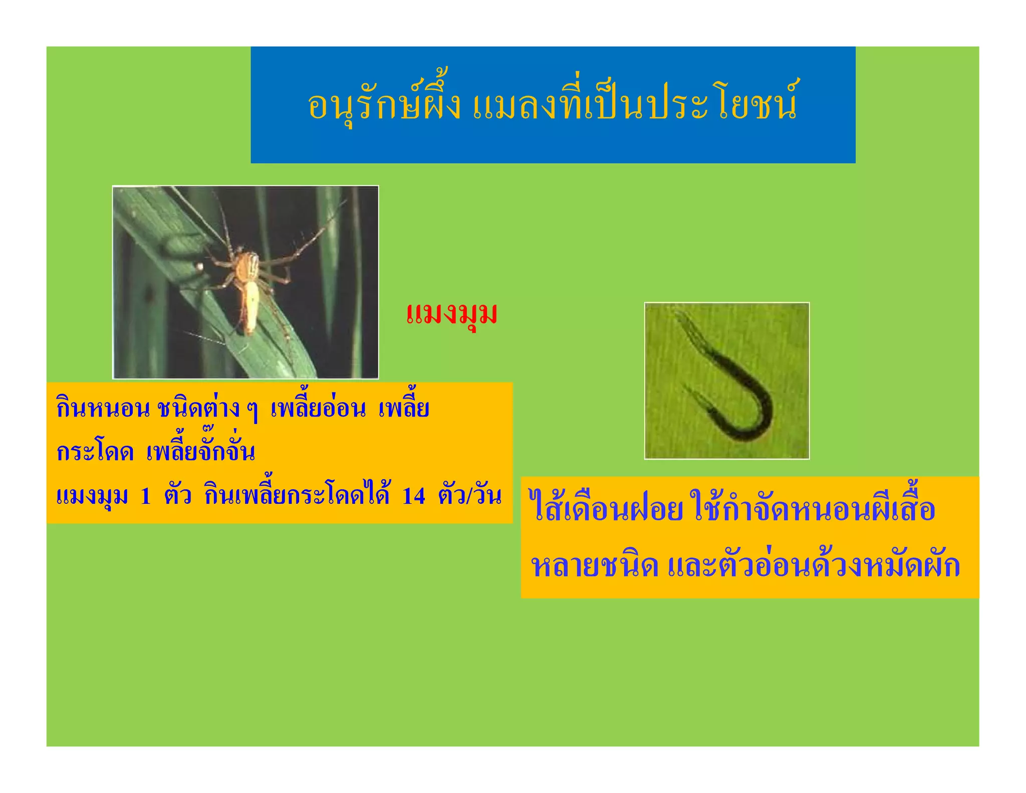 อนุรักษผึ้ง แมลงที่เปนประโยชน


                                แมงมุม

กินหนอน ชนิดตาง ๆ เพลี้ยออน เพลี้ย
กระโดด เพลี้ยจั๊กจั่น
แมงมุม 1 ตัว กินเพลี้ยกระโดดได 14 ตัว/วัน   ไสเดือนฝอย ใชกําจัดหนอนผีเสื้อ
                                             หลายชนิด และตัวออนดวงหมัดผัก
 