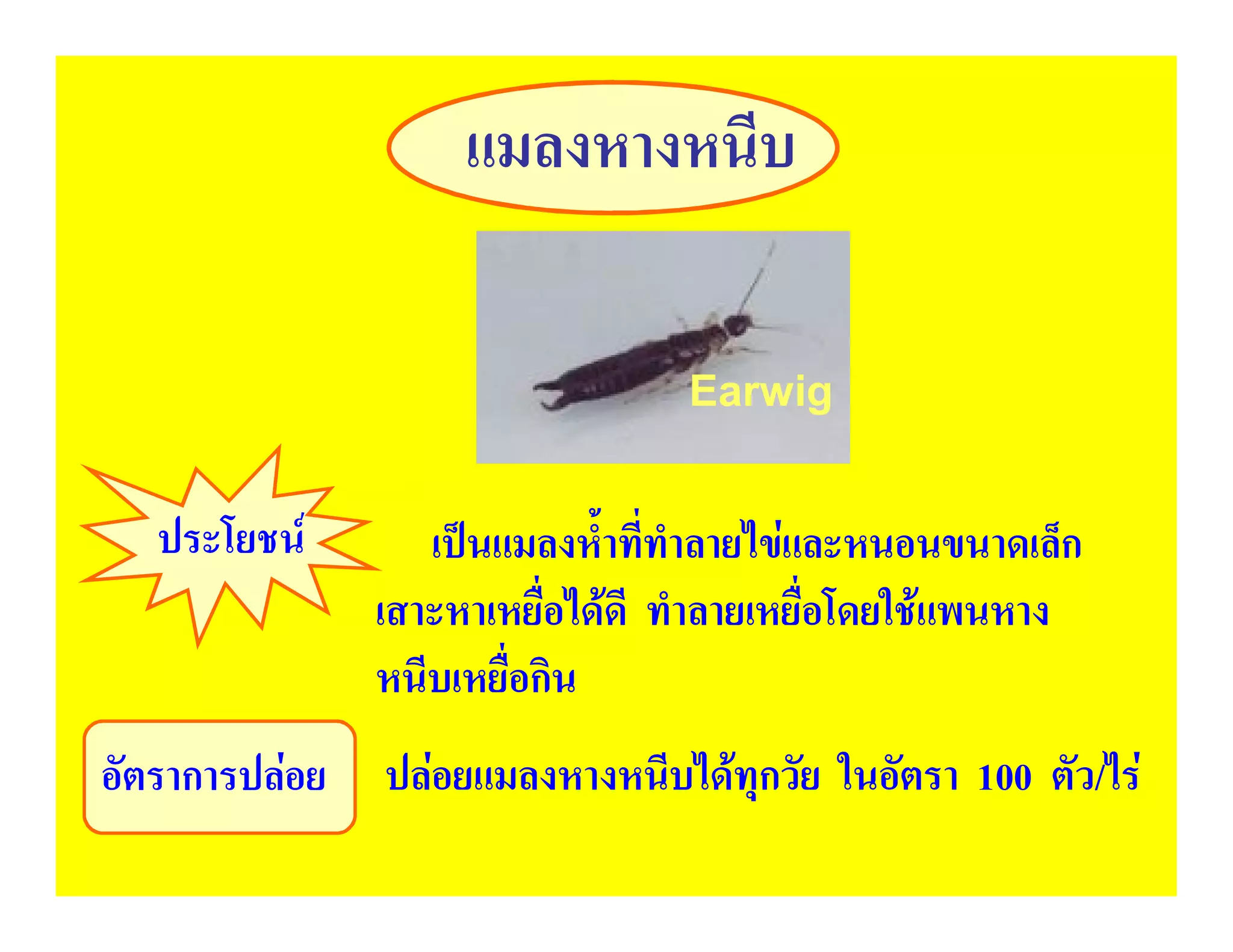แมลงหางหนีบ

                                  Earwig


   ประโยชน        เปนแมลงห้ําที่ทําลายไขและหนอนขนาดเล็ก
                เสาะหาเหยื่อไดดี ทําลายเหยื่อโดยใชแพนหาง
                หนีบเหยื่อกิน
อัตราการปลอย   ปลอยแมลงหางหนีบไดทุกวัย ในอัตรา 100 ตัว/ไร
 