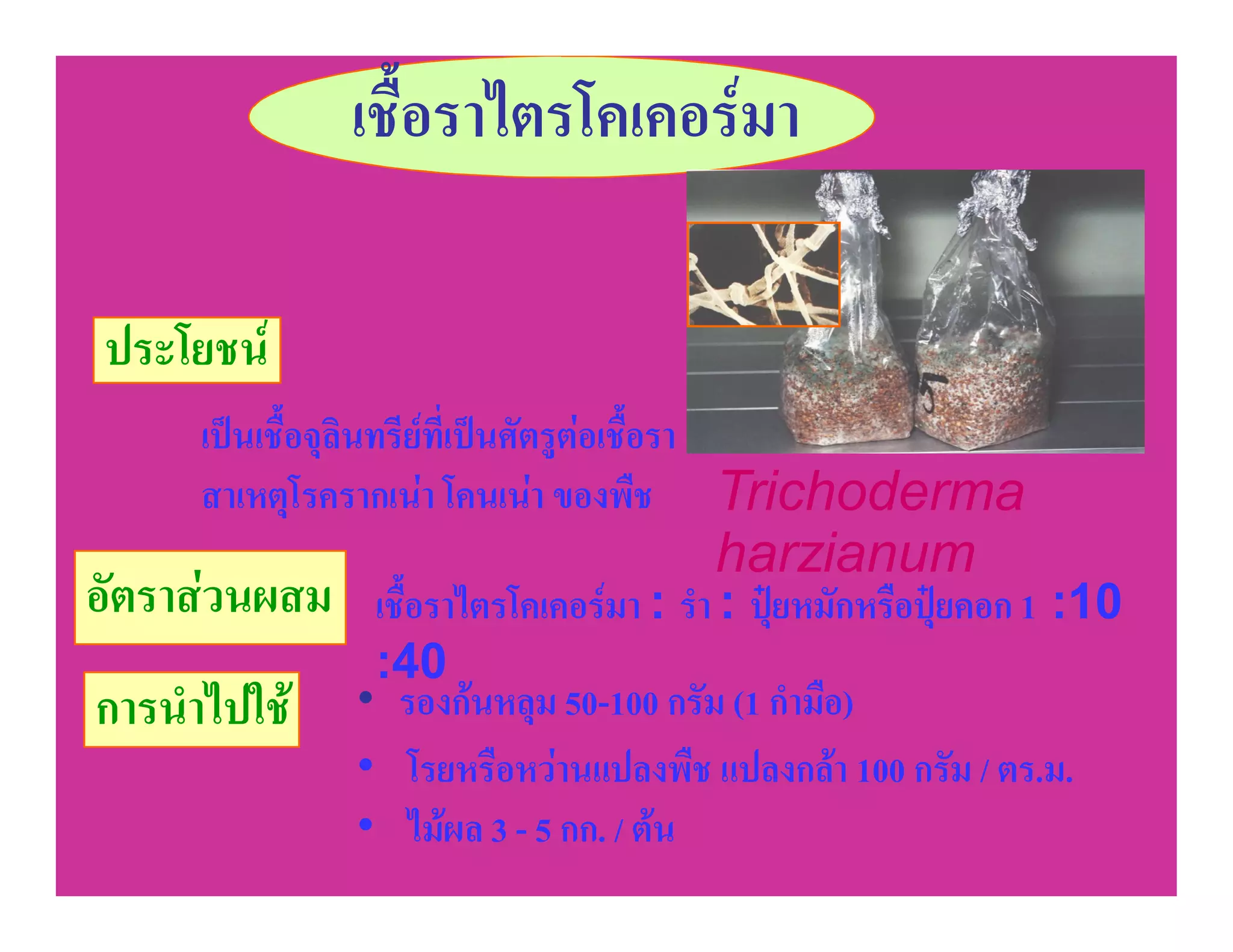 เชื้อราไตรโคเคอรมา

ประโยชน
     เปนเชื้อจุลินทรียที่เปนศัตรูตอเชื้อรา
     สาเหตุโรครากเนา โคนเนา ของพืช Trichoderma
                                        harzianum
อัตราสวนผสม    เชื้อราไตรโคเคอรมา : รํา : ปุยหมักหรือปุยคอก 1 :10
                :40
การนําไปใช    • รองกนหลุม 50-100 กรัม (1 กํามือ)
               • โรยหรือหวานแปลงพืช แปลงกลา 100 กรัม / ตร.ม.
               • ไมผล 3 - 5 กก. / ตน
 