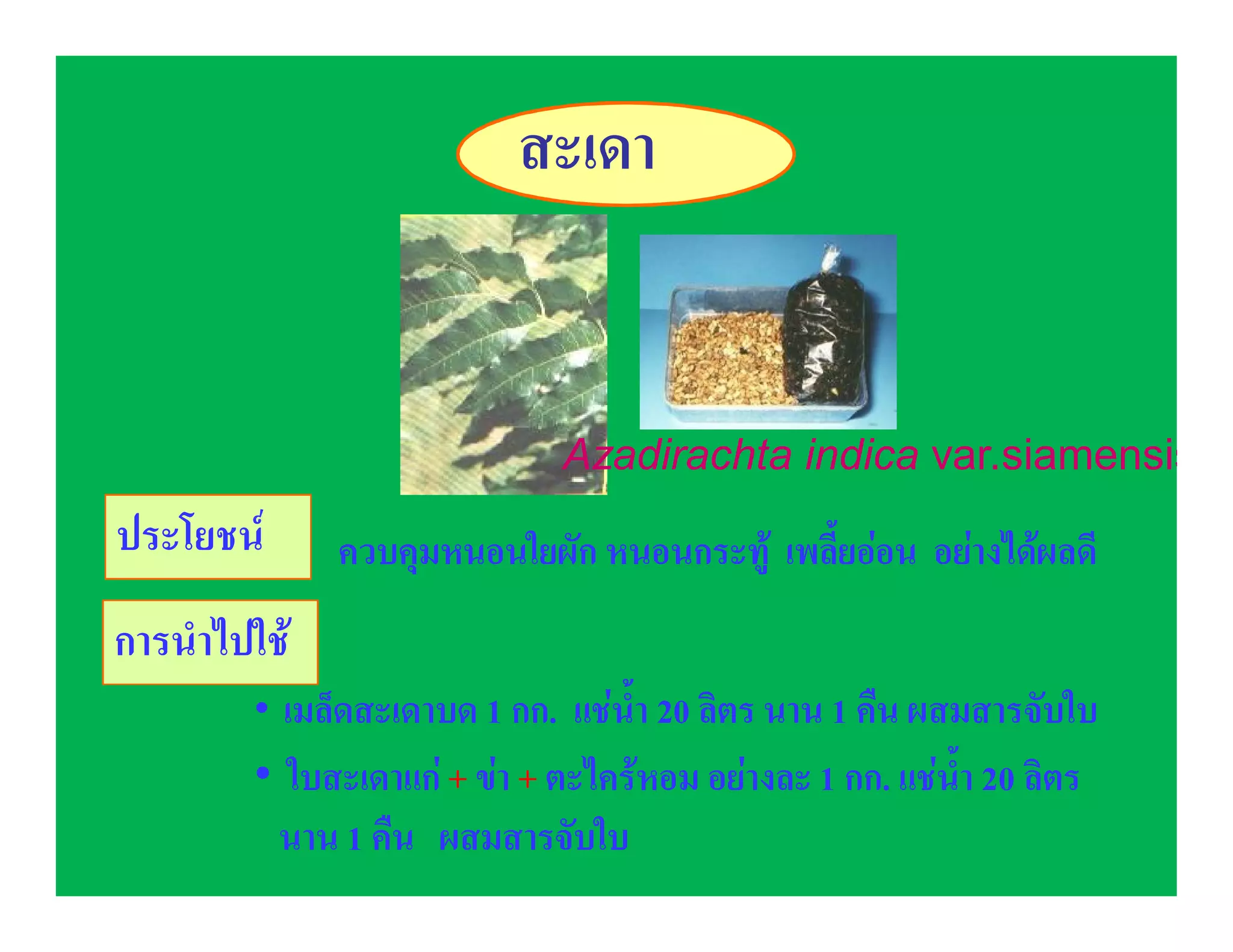 สะเดา


                              Azadirachta indica var.siamensis
ประโยชน      ควบคุมหนอนใยผัก หนอนกระทู เพลี้ยออน อยางไดผลดี
การนําไปใช
        • เมล็ดสะเดาบด 1 กก. แชน้ํา 20 ลิตร นาน 1 คืน ผสมสารจับใบ
        • ใบสะเดาแก + ขา + ตะไครหอม อยางละ 1 กก. แชน้ํา 20 ลิตร
         นาน 1 คืน ผสมสารจับใบ
 