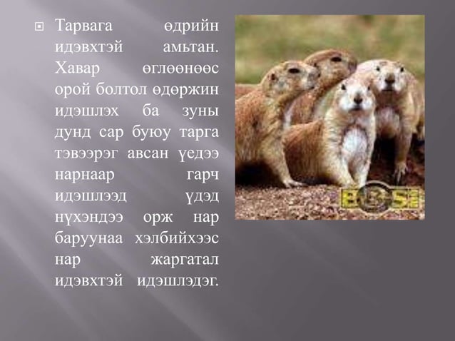 монгол тарвага