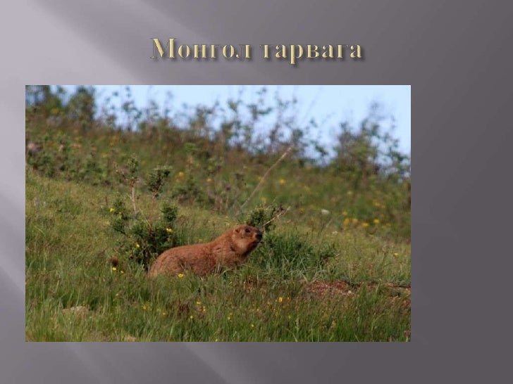 монгол тарвага