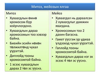 митоз мейоз | PPT