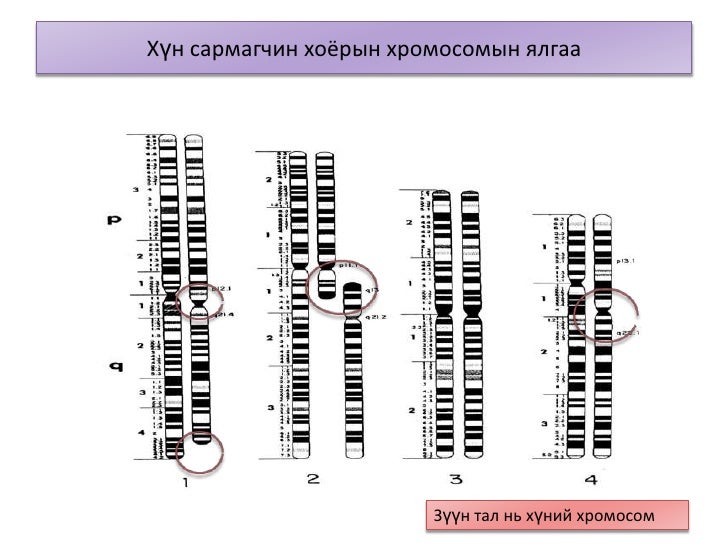 хүний хүйс тодорхойлох