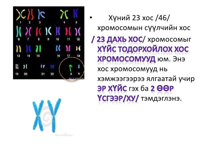 хүний хүйс тодорхойлох