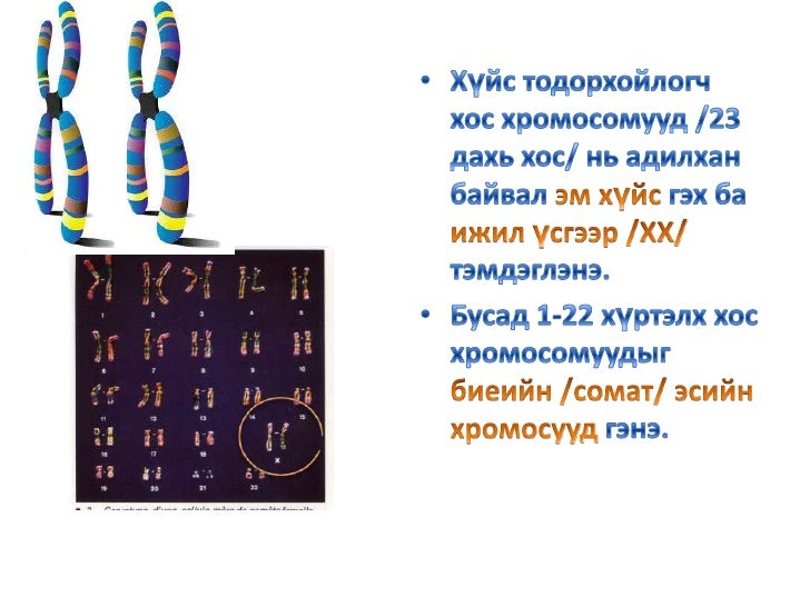 хүний хүйс тодорхойлох