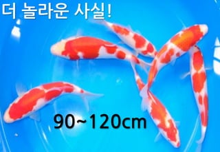 완벽	
 