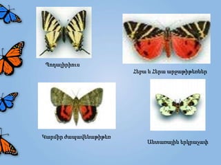 Պոդալիրիուս
                       Հեբա և Հերա արջաթիթեռներ




Կարմիր ժապավենաթիթեռ
                           Անտառային երկրաչափ
 