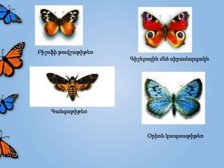 Բիշոֆի թավշաթիթեռ
                    Գիշերային մեծ սիրամարգակն




    Գանգաթիթեռ



                         Օրիոն կապտաթիթեռ
 