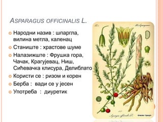 ASPARAGUS OFFICINALIS L.
 Народни назив : шпаргла,
  вилина метла, каленац
 Станиште : храстове шуме

 Налазижште : Фрушка гора,
  Чачак, Крагујевац, Ниш,
  Сићевачка клисура, Делиблато
 Користи се : ризом и корен

 Берба : вади се у јесен

 Употреба : диуретик
 